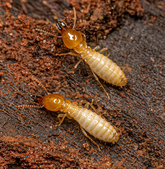 Why Choose Oakton Pest Control Pro for Termite Treatment Without Tenting in Oakton, VA?