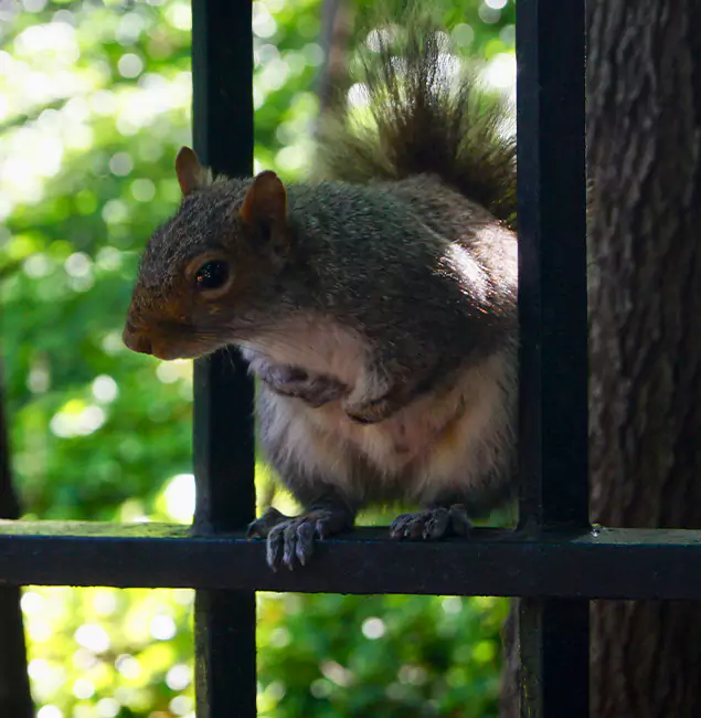Why Oakton, VA Chooses Oakton Pest Control Pro for Squirrel Removal?