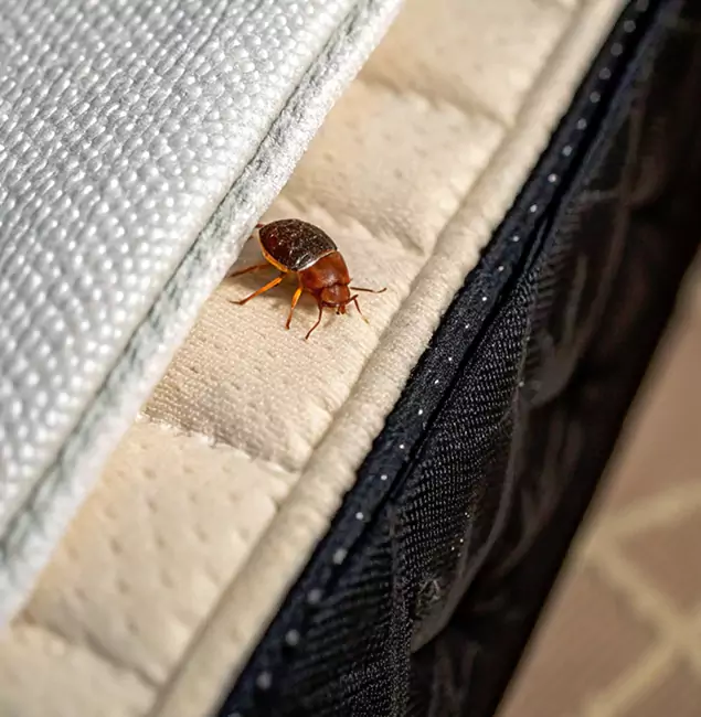 Why Oakton Homeowners Trust Oakton Pest Control Pro for Tick Treatment?