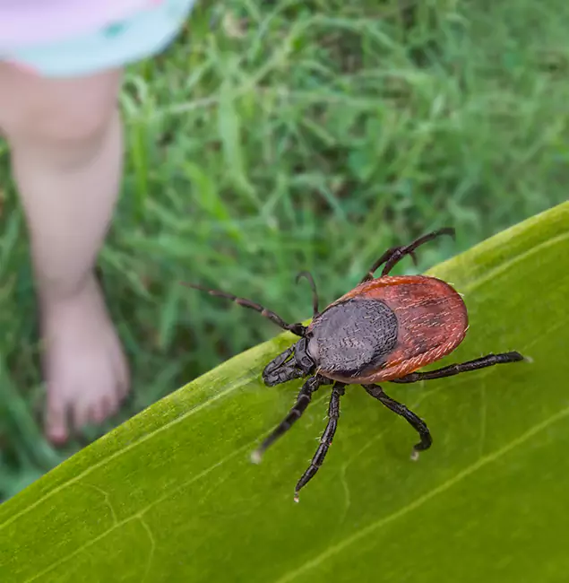 Why Oakton Homeowners Choose Oakton Pest Control Pro for Tick Extermination?