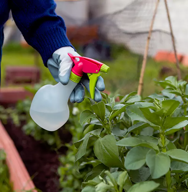 Why Oakton Relies on Oakton Pest Control Pro for Wasp Control Services?