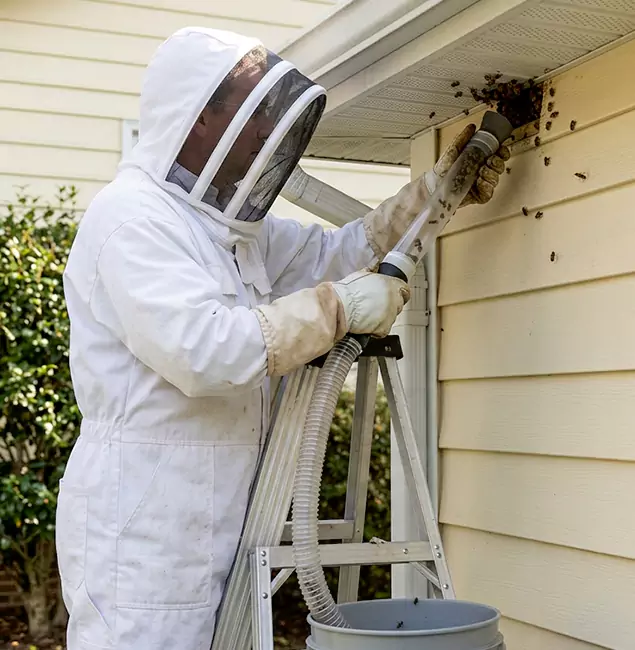 Why Oakton Trusts Oakton Pest Control Pro for Wasp Control?