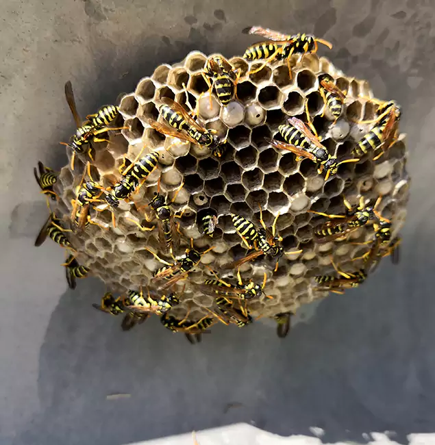 Why Oakton Chooses Oakton Pest Control Pro for Wasp Control Services?