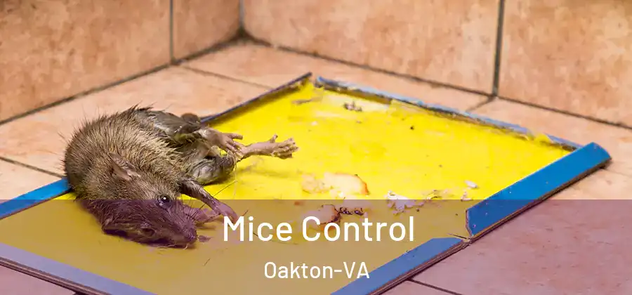 Mice Control Oakton-VA