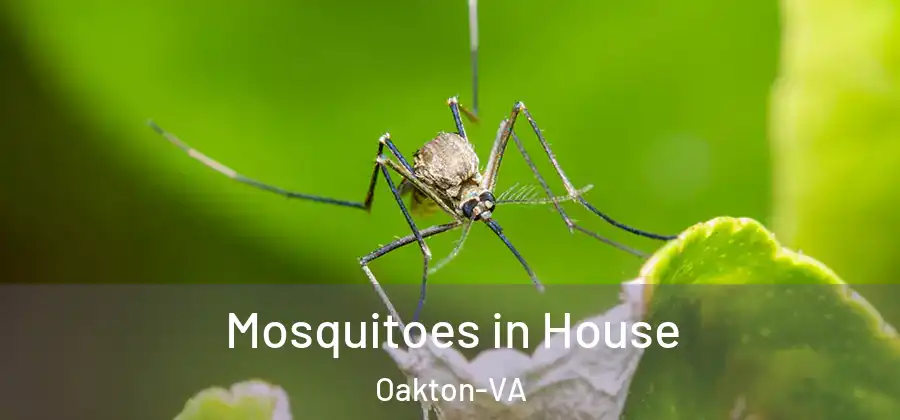 Mosquitoes in House Oakton-VA
