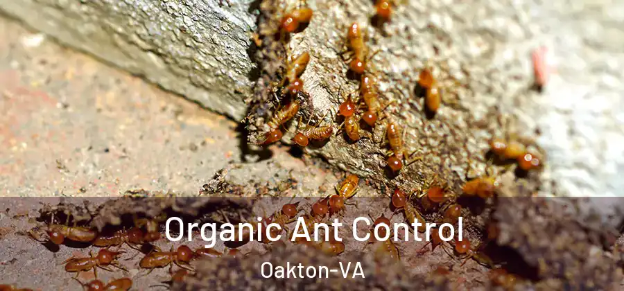Organic Ant Control Oakton-VA