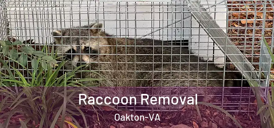  Raccoon Removal Oakton-VA