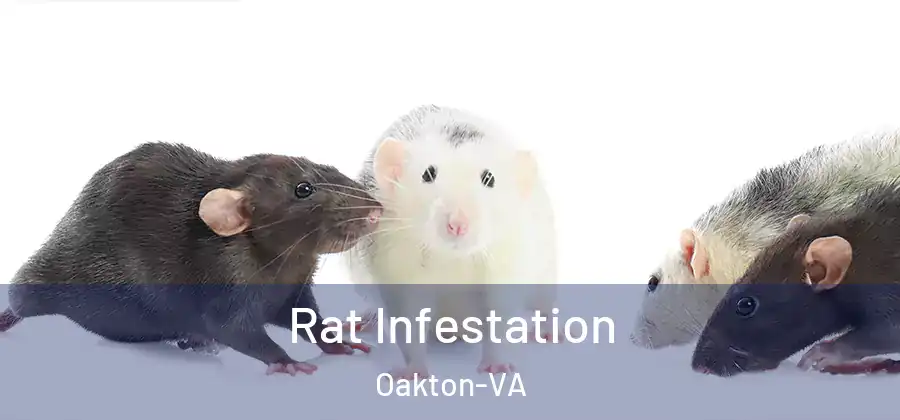 Rat Infestation Oakton-VA
