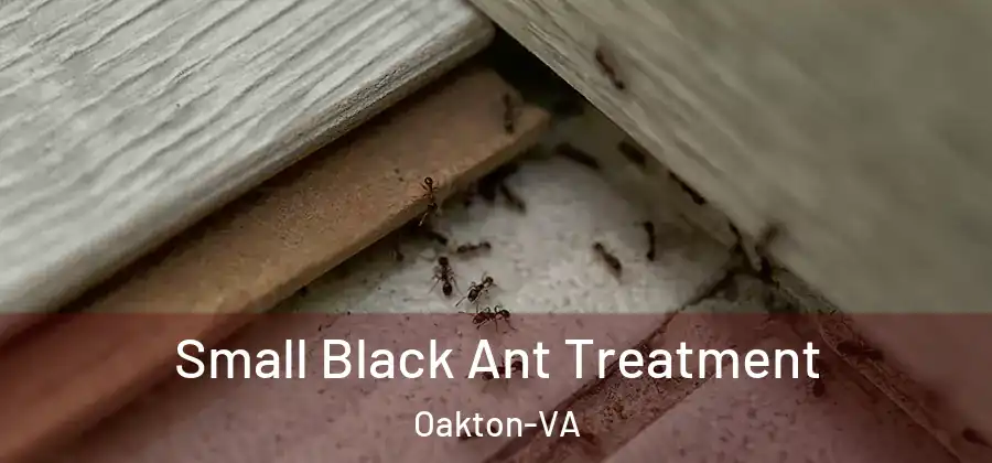  Small Black Ant Treatment Oakton-VA
