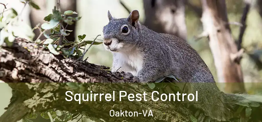 Squirrel Pest Control Oakton-VA