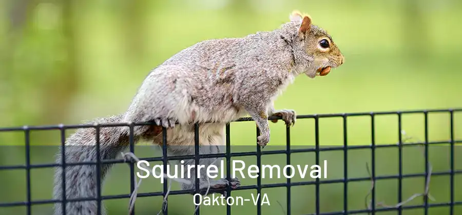 Squirrel Removal Oakton-VA