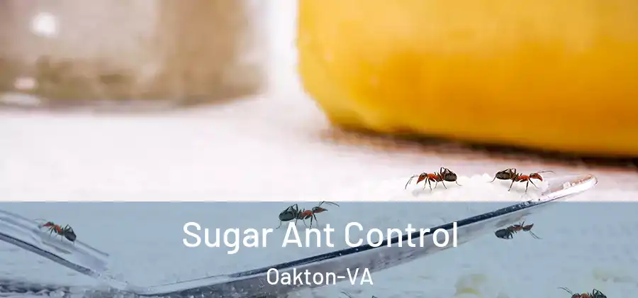 Sugar Ant Control Oakton-VA