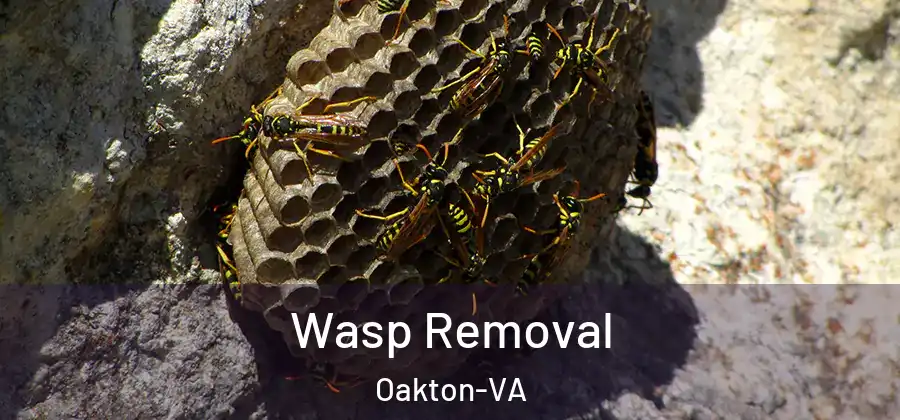 Wasp Removal Oakton-VA
