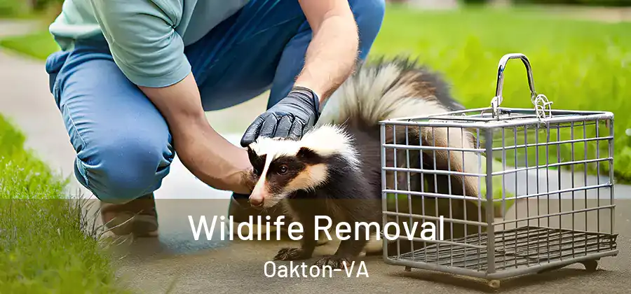 Wildlife Removal Oakton-VA